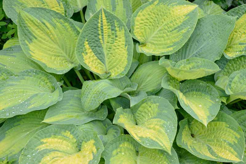 Hosta 'Paul's Glory' (Plantain Lily)