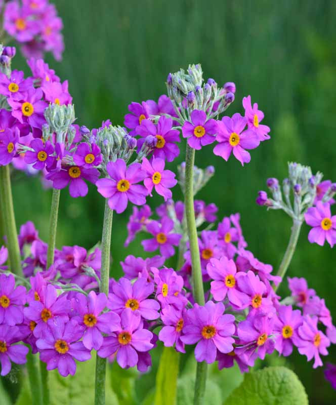 Primula beesiana (Candelabra Primrose)
