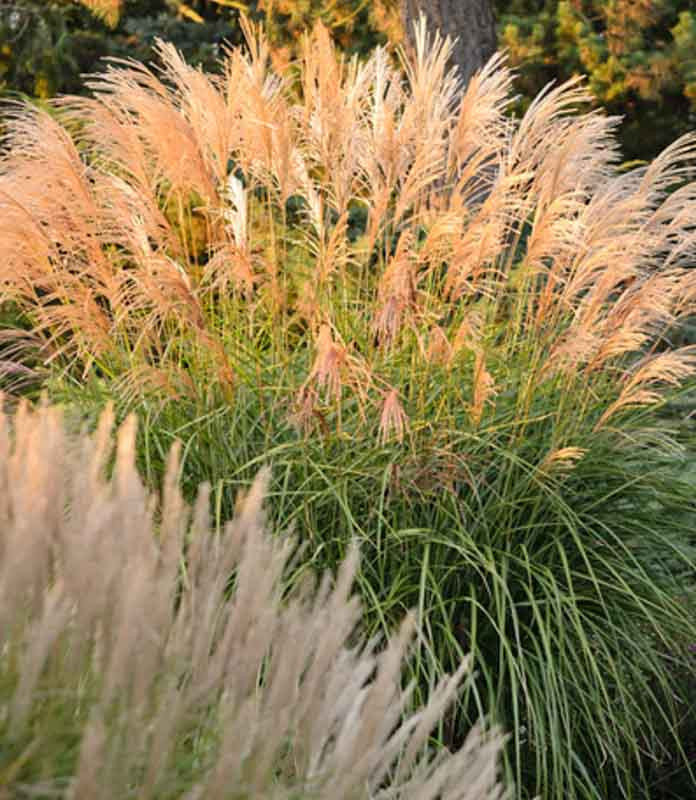 Miscanthus sinensis 'Grosse Fontane' (Chinese Silver Grass) Miscanthus sinensis 'Grosse Fontane' (Chinese Silver Grass)