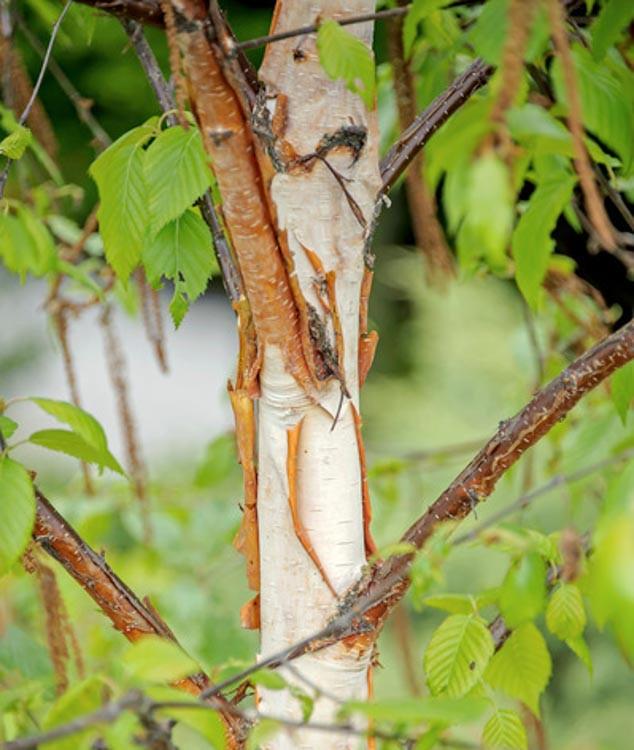 Betula Fascination Birch