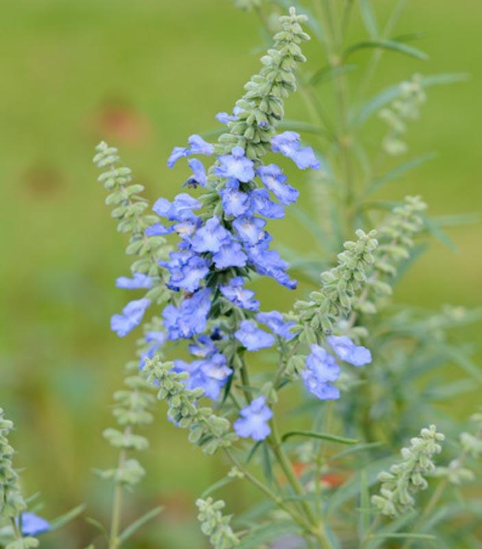 Salvia azurea gradiflora Blue Sage 100 seeds FREE SHIP
