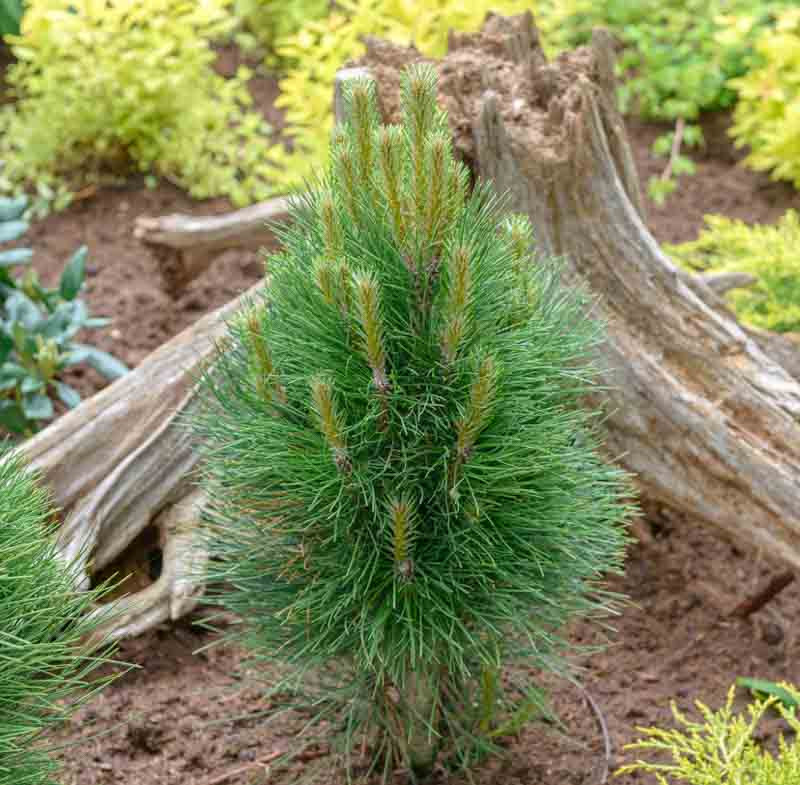 Pinus nigra ‘Green Tower’ (Austrian Pine)