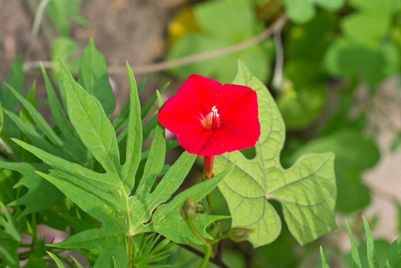 Ipomoea × sloteri (Cardinal Climber)