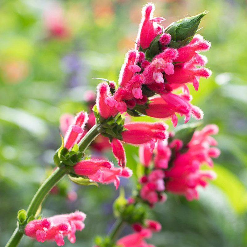 Salvia oxyphora (Fuzzy Bolivian Sage)
