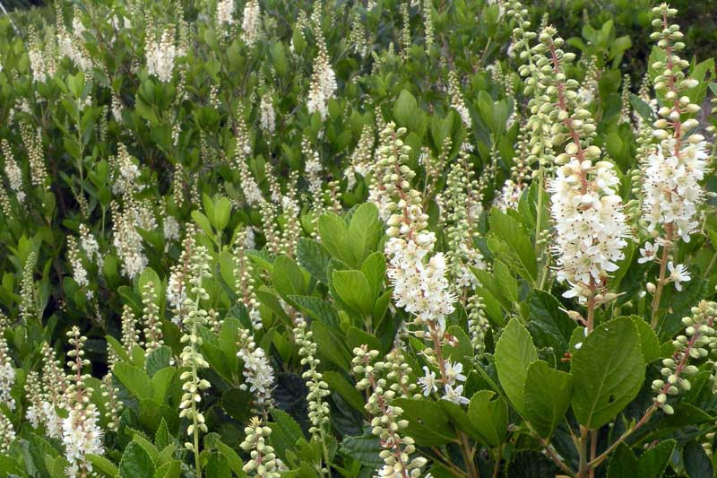 Image of Clethra alnifolia with butterflies