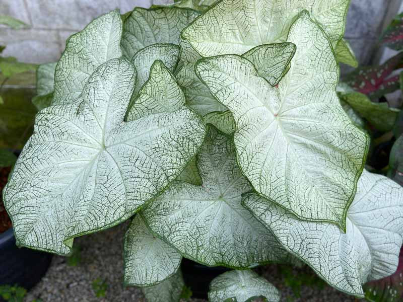 Caladium 'Florida Moonlight' (Angel Wings)