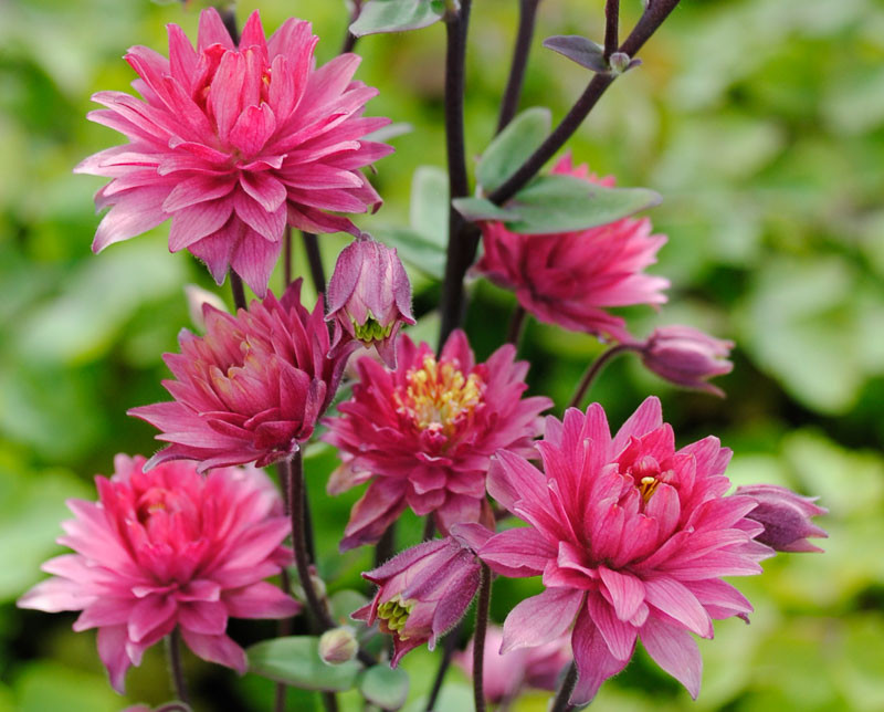 Aquilegia vulgaris 'Clementine Red' (Columbine)