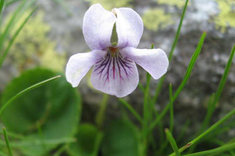 Viola palustris (Marsh Violet)