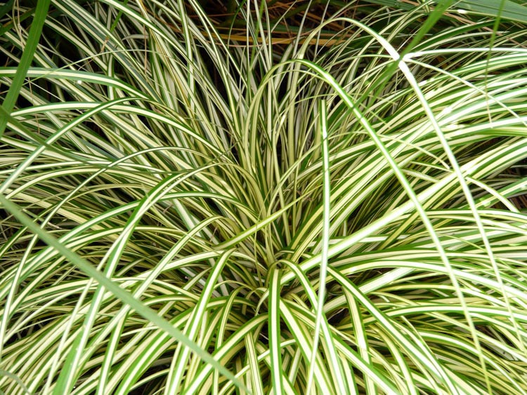 Carex oshimensis 'Evergold' (Japanese Sedge)