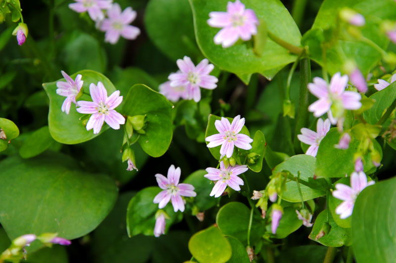 Claytonia sibirica (Siberian Spring Beauty)