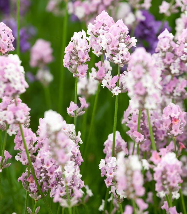 Lavandula angustifolia 'Miss Katherine' (Lavender)
