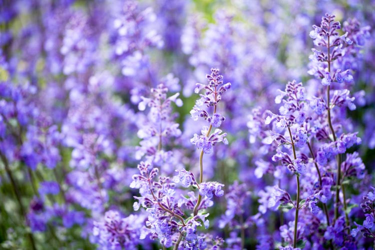 Nepeta racemosa 'Walker's Low' (Catmint)