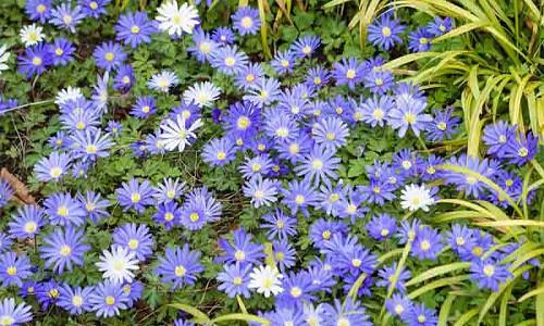 Anemones Windflowers