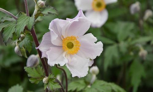 Anemones Windflowers