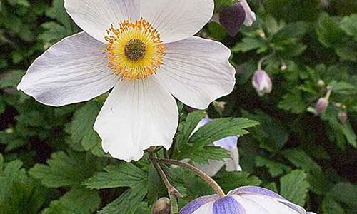 Anemones Windflowers