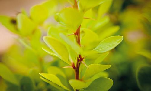 Berberis Thunbergii Golden Rocket Anese Barberry Berberis Thunbergii Golden Rocket Anese Barberry