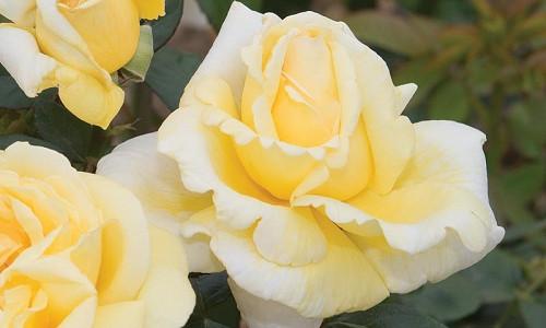 3.5 Liters AT PEACE Bush Rose Creamy Yellow