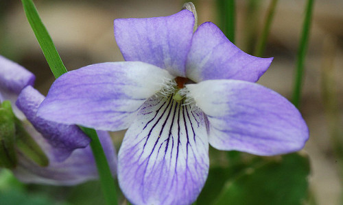 Fade out worm barn Viola / Violets