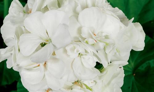 Pelargonium Geraniums Pelargonium Geraniums