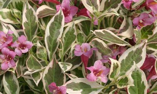Weigela