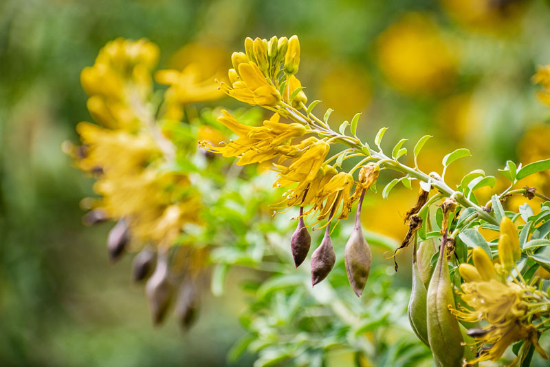 Cleome isomeris (Bladderpod)