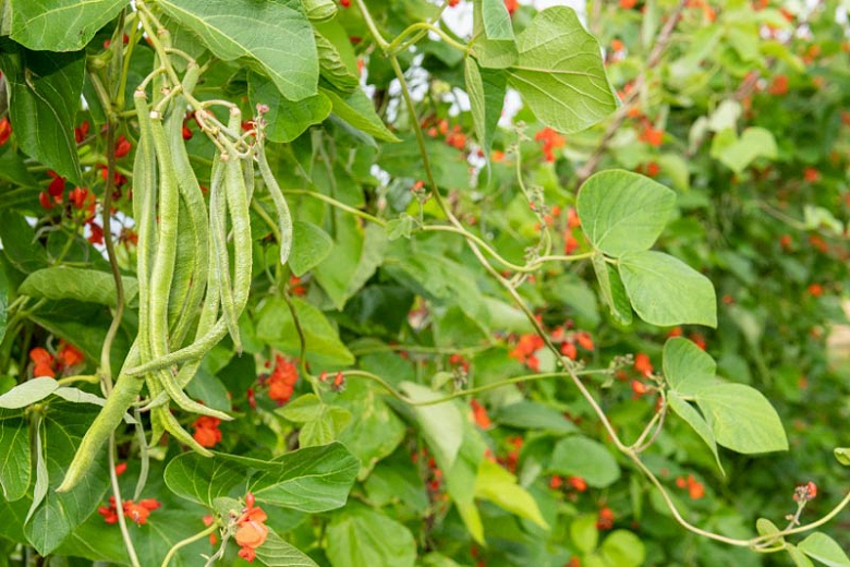 Image of Scarlet runner beans and tomato companion planting