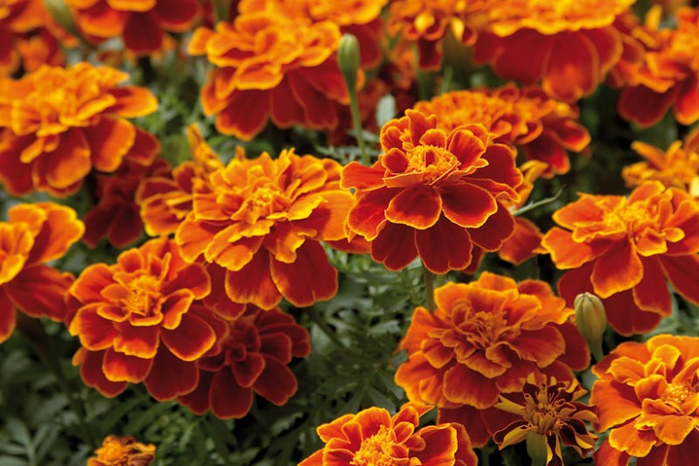 2100 French Marigold Stock Photos Pictures  RoyaltyFree Images   iStock  Calendula