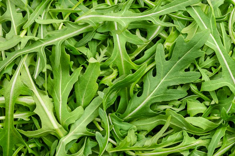 Arugula: Leafy Green Superstar