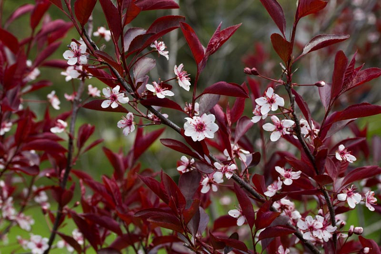 Image of Cluster of purple leaf sand cherry blossoms