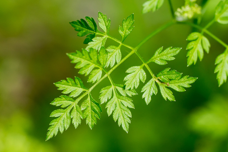 Image of Chervil herb to plant in summer
