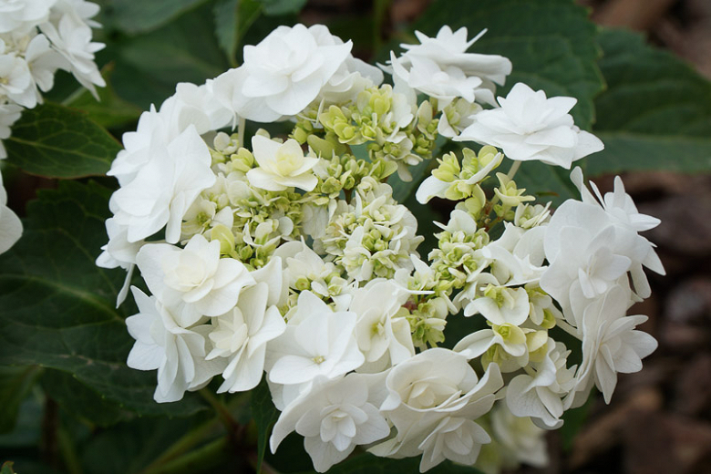 Image of Hydrangea macrophylla wedding gown 2