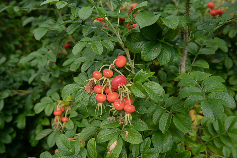 Rosa rugosa 'Alba' (Rugosa Rose)