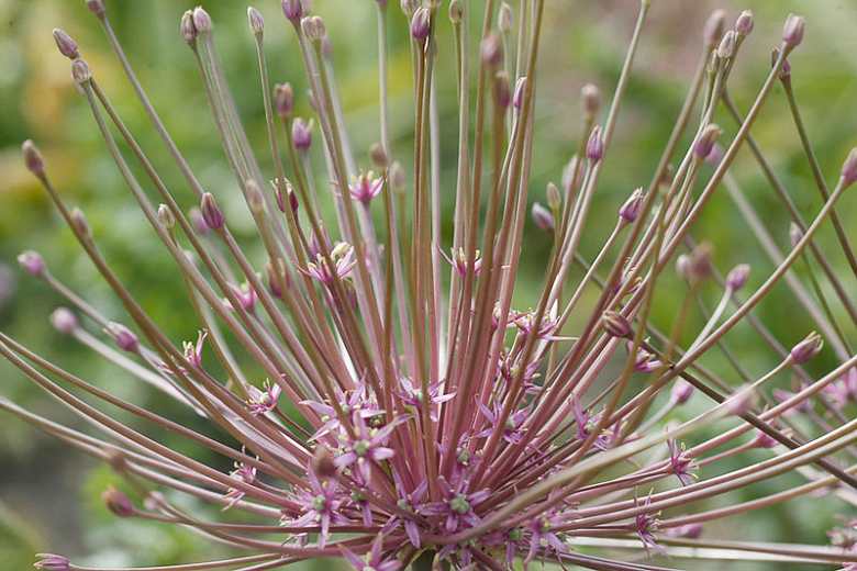 Image of Allium schubertii summer allium