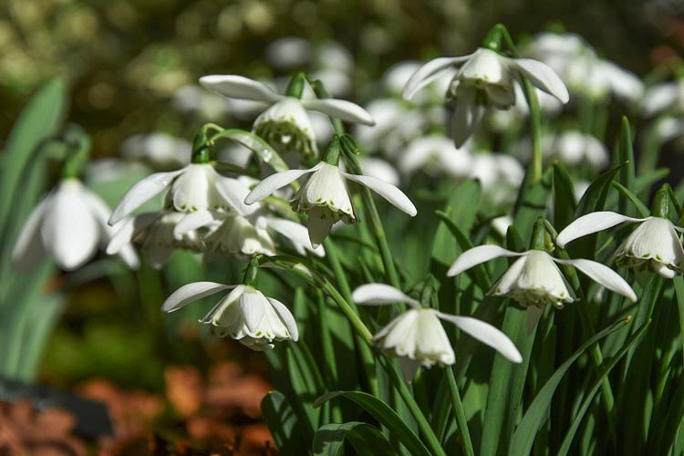 Galanthus 'Lady Beatrix Stanley', Snowdrop 'Lady Beatrix Stanley', early flowering bulb, winter bulb, white flowering bulb, White winter flowers