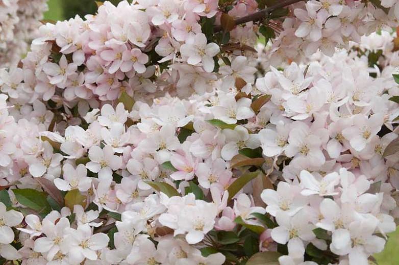 Malus 'Camelot', Crabapple 'Camelot', Crab Apple 'Camelot', Fragrant Tree, Red fruit, red berries, Winter fruits, Pink flowers, White flowers, Malus 'Camzam'