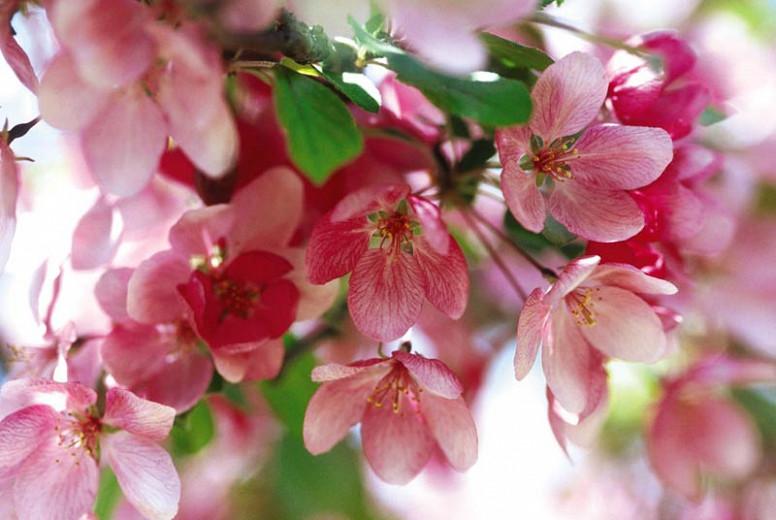 Malus 'Indian Magic' (Crabapple)
