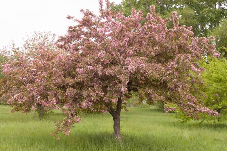 Image of Malus Indian Summer tree in full bloom