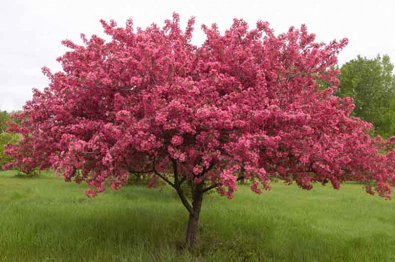 Prairifire Red Flowering Crabapple | Best Flower Site