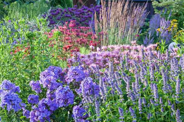 Monarda 'Kardinal',Bee balm 'Kardinal', Bergamot 'Kardinal', purple Monarda, purple bee balm, purple flowers