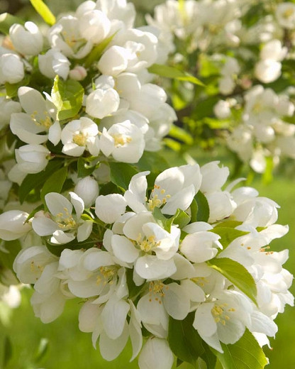 Malus Spring Snow Crabapple