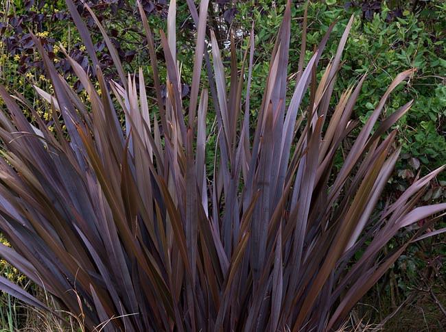 - 25 seeds New Zealand Flax Phormium tenax variegata Evergreen perennial.