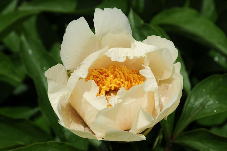 Paeonia Claire De Lune Peony