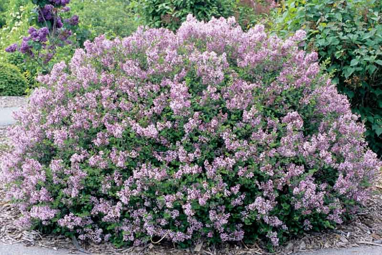 Image of Palibin lilac shrub