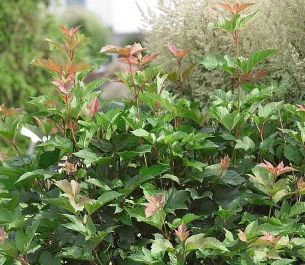 Viburnum Trilobum Redwing American Cranberrybush