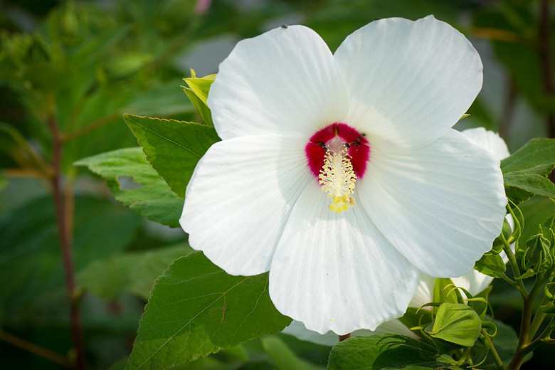 Image of Perennial Hibiscus (Hibiscus moscheutos) flower