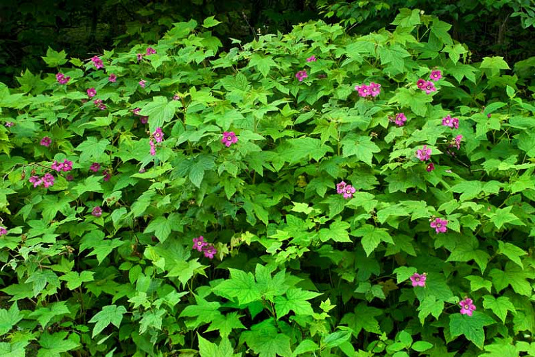 Rubus odoratus, Purple-flowering Raspberry, Thimbleberry, Flowering Raspberry, Sweet-Scented Bramble
