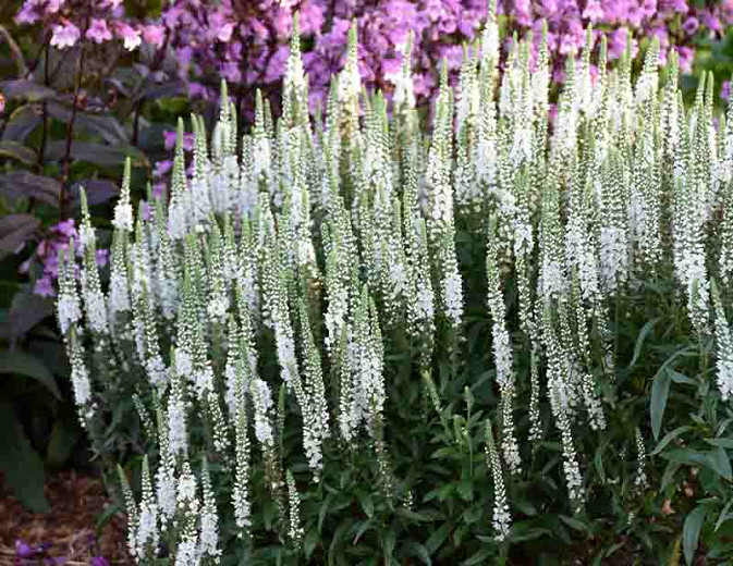 Veronica 'White Wands', Spike Speedwell 'White Wands', White Flowers, White flower spikes, White Veronica, White Speedwell