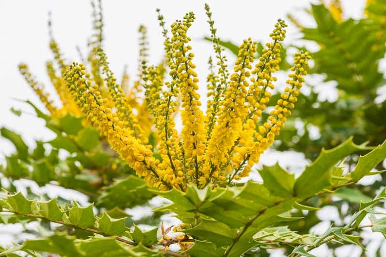 Image of Japanese mahonia plants