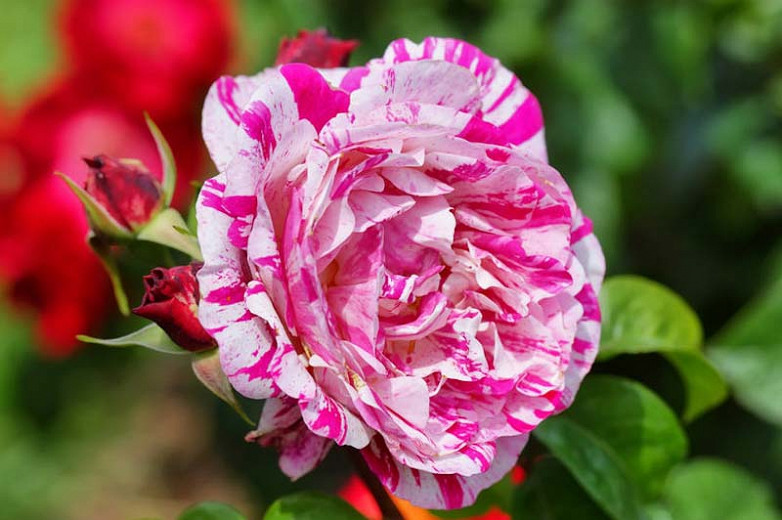 Rosa 'Neil Diamond', Rose 'Neil Diamond', Rosa 'WEKdereroro', Hybrid Tea Roses, Shrub Roses, White roses, Red Roses, Bicolor Roses, Shrub roses, Rose bush