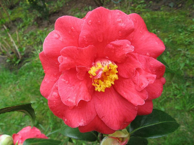 Camellia Japonica 'Don Mac', Camellia 'Don Mac', 'Don Mac' Camellia, Fall Blooming Camellias, Winter Blooming Camellias, Spring Blooming Camellias, Early to Late Season Camellias, Red Camellia, Red Flower
